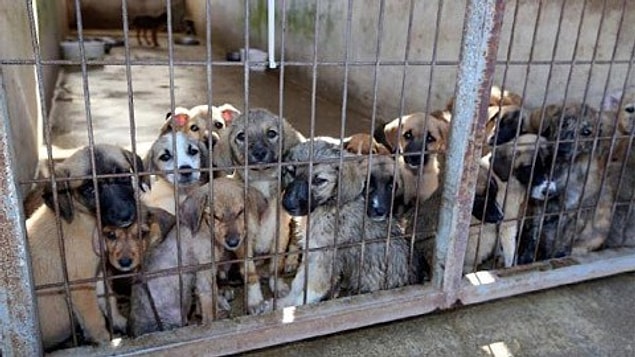 2. Kedi köpeklerin kısırlaştırılması doğaya aykırı mıdır ?