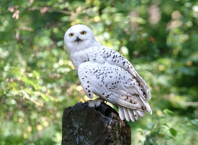 Harry'nin baykuşu Hedwig, ismini, kendini terk edilmiş ve yetim çocukların eğitimine adayan azizden almaktadır.