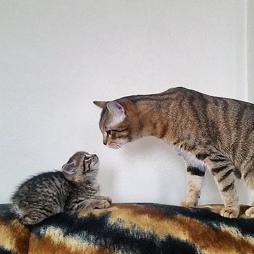 Mutlu, Bambi, Ygritte ve Togepi 37 Fotoğrafla Instagram�ın Dünyaca