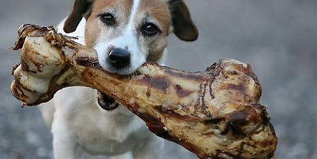 12. Kediye süt, köpeğe kemik verilmelidir.