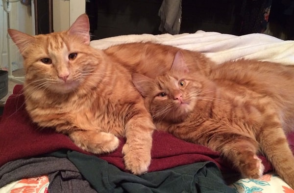 18. "Эвин и его мини-копия замечательные. Они приносят столько радости в наш дом"