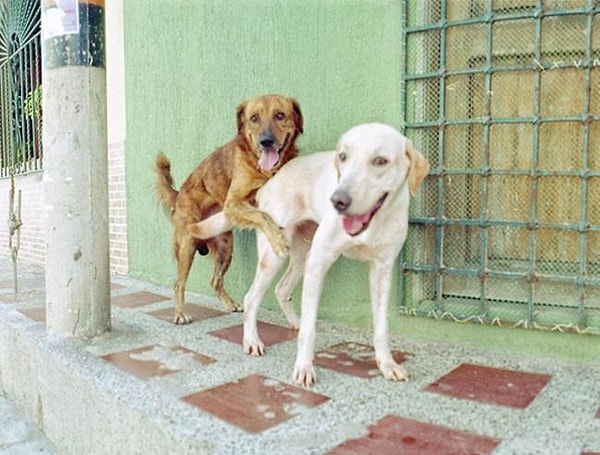 4. "Почему он так хочет, чтобы я сказала, что у него большой? Ведь мы оба знаем, что это не так"