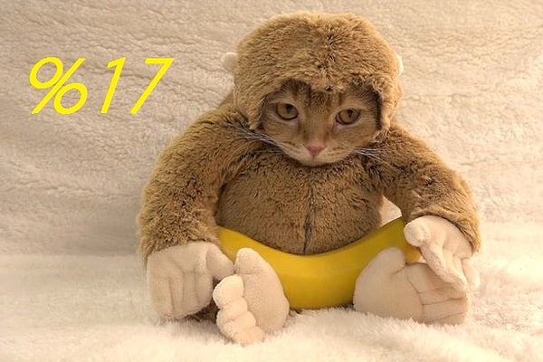 Ты кошка на 17%