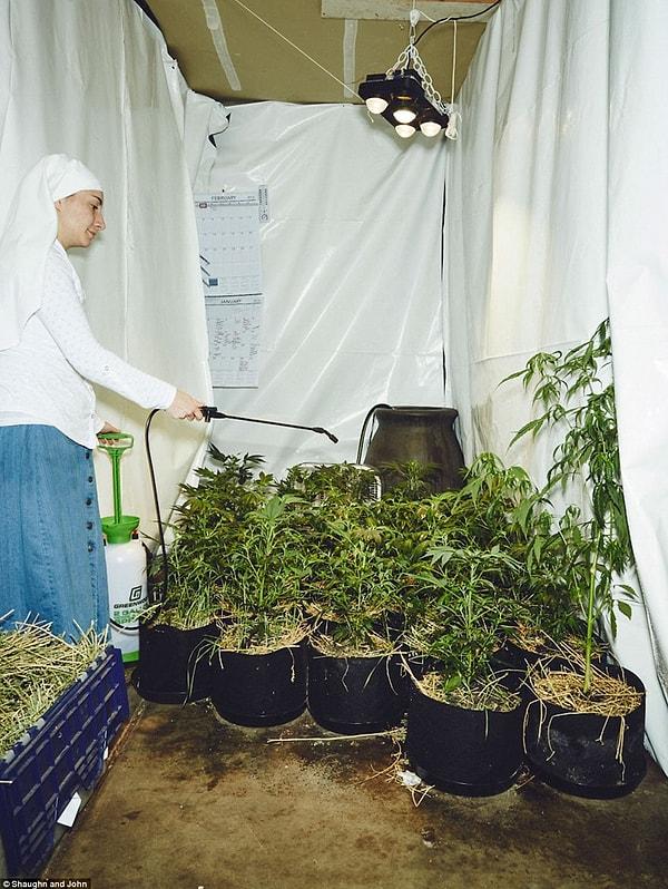 İkili kendilerini rahibe olarak adlandırıyor ama Katolik ya da geleneksel manada değil, onlar lisanslı tıbbi marihuana yetiştiricileri.