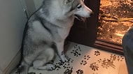 Üç Saat Yalnız Kalmanın Acısını Evi Yeniden Dekore Ederek Çıkaran Sevimli Husky
