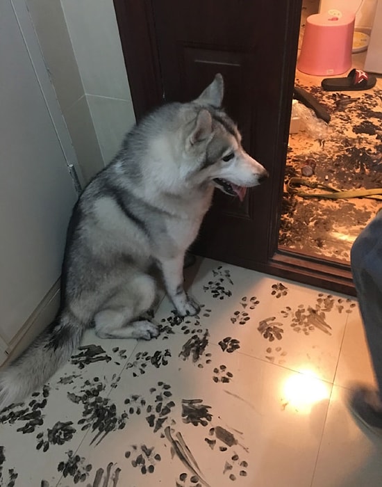 Üç Saat Yalnız Kalmanın Acısını Evi Yeniden Dekore Ederek Çıkaran Sevimli Husky