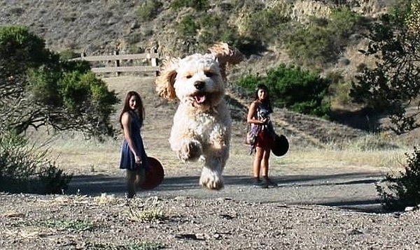 1. Гигантский щенок 🐶