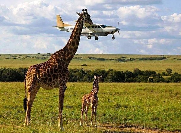 11. Опа-опа, ну-ка стоять!  ✈