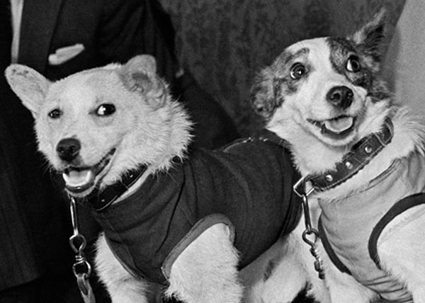 8. До первого полета человека в космос СССР проводил опыты на животных: всего во время испытаний погибло 20 собак. Лишь Белка и Стрелка, пробывшие на орбите Земли трое суток, вернулись живыми.