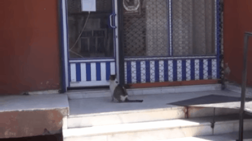 Doğum sancıları yüzünden acı çeken kedi, içgüdüsel olsa gerek, Bitlis Tatvan 2 Nolu Aile Sağlığı Merkezi önüne gelerek adeta insanlardan yardım dilendi.