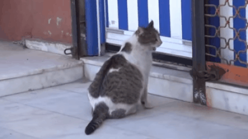 Doğum sancıları yüzünden acı çeken kedi, içgüdüsel olsa gerek, Bitlis Tatvan 2 Nolu Aile Sağlığı Merkezi önüne gelerek adeta insanlardan yardım dilendi.