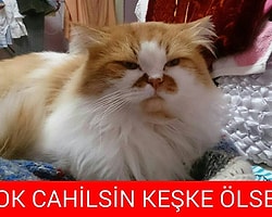 Yakışıklılığıyla Sosyal Medya da Aldığı Beğeniler Çin Seddi ne Uzanan Kedi Şakir