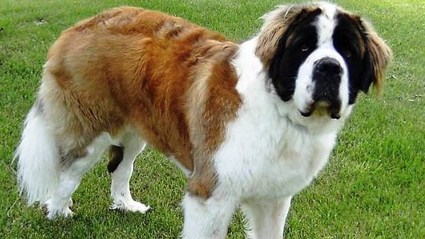 10. Сенбернар