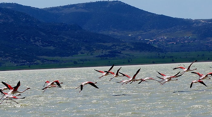 Flamingoları da 'Küstürdük': Burdur'daki Mermer Ocakları Flamingoları Yerinden Etti...