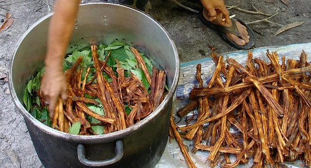 Peru ve Brezilya'da yetişen Ayahuasca, şamanlar tarafından toplanıp çay gibi kaynatılıyor ardından da bazı başka bitkilerle karıştırılıyor.