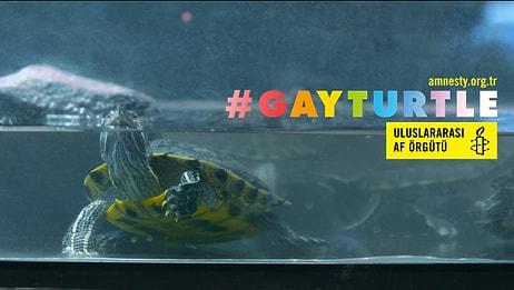 Sosyal Deney: Türkiye'de Bir Pet Shop'ta Satılan "Gay Kaplumbağa" ve Müşterilerin Tepkileri