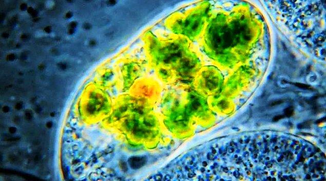 6. Endosimbiyoz – Karmaşık Hücreler