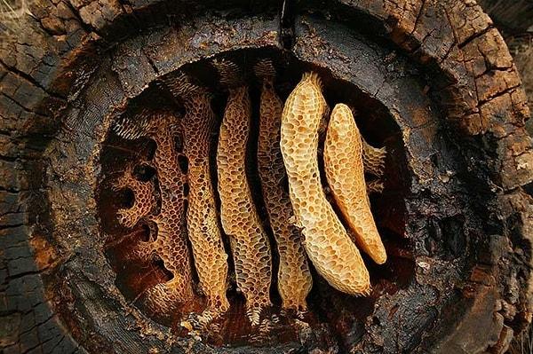 Neolitik dönem çiftçilerinin arı ürünlerini kullandığına dair en eski kanıt yine Çatalhöyük'ten