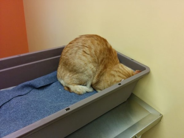 5. "Если я их не вижу, то и они меня не увидят"