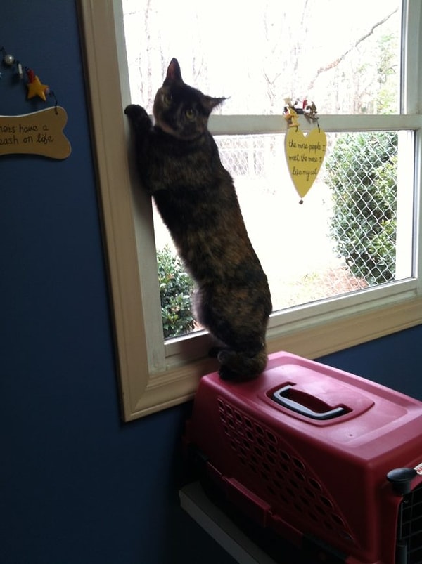 15. "Дай лапу, друг"