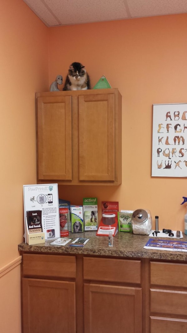 18. "Немедленно освободите комнату, иначе я прыгну!"