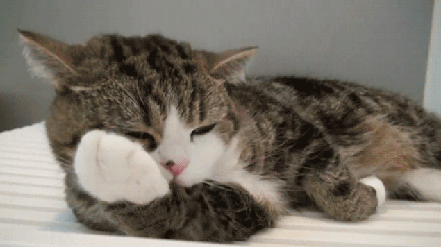 Kedi nasıl ve neden öfkeleniyor Kedi nasıl ve neden öfkeleniyor