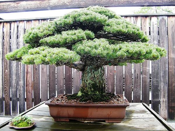 4. Bu 390 yaşında bonsai ağacı Hiroshima'dan sağ çıktı