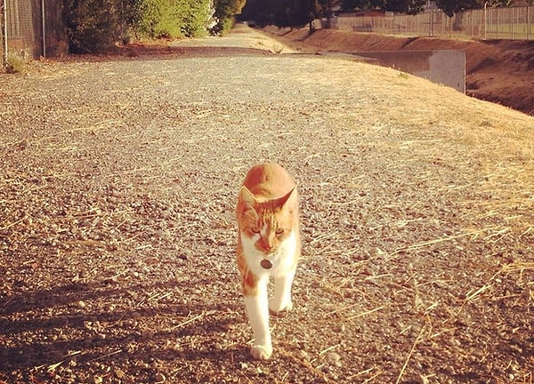 4. Но кот упорно не хотел оставаться дома, в четырех стенах. Его душа стремилась к чему-то большему.