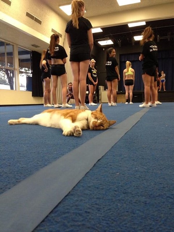 10. Его самый нелюбимый предмет - физкультура.