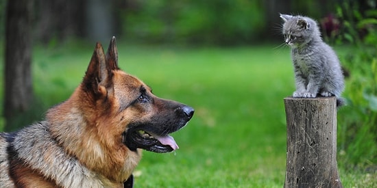 Köpeklerin, Sadece İnsanların Değil Bizim de En İyi Dostlarımız Olduğuna Dair 22 Neden