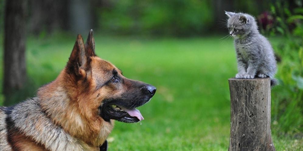 Köpeklerin, Sadece İnsanların Değil Bizim de En İyi Dostlarımız Olduğuna Dair 22 Neden