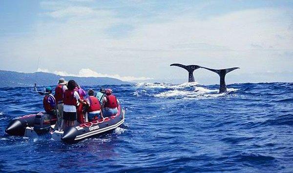4. Yılın hangi mevsiminde giderseniz gidin, whale wacthing şansınız var...