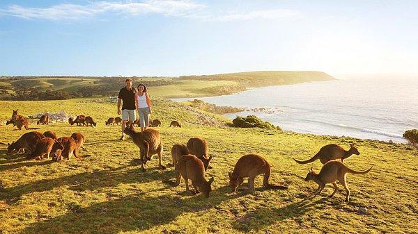 6. Kanguru Adası, Avustralya