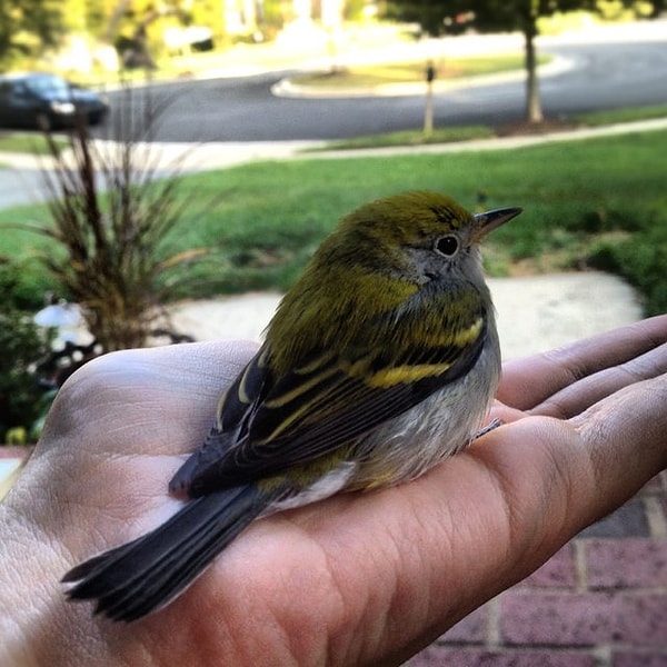 15. "Я - маленькая прелесть"