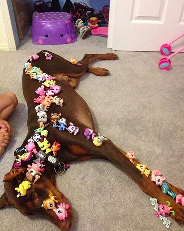 6. That dog is on it's way to becoming a monk 😆