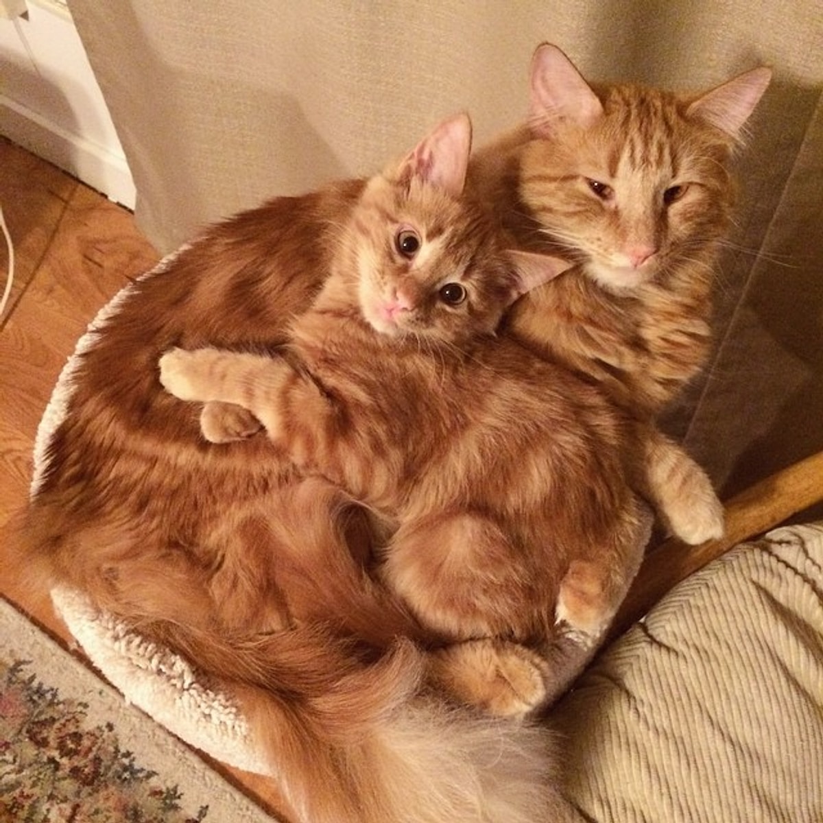 Фото Котенка И Взрослого Кота