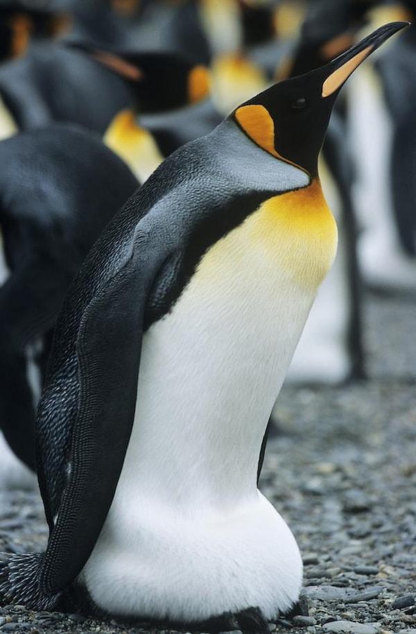 12. Bazı penguen türlerinde erkek kuluçkaya yatarken dişi haftalar süren avlara çıkabilir. Bu yüzden çiftleşme döneminde dişiler genellikle daha kısa boylu ve tombul erkekleri tercih eder.