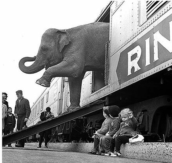 34. Слон выходит из вагона цирка Ringling Brothers (1963 г.)