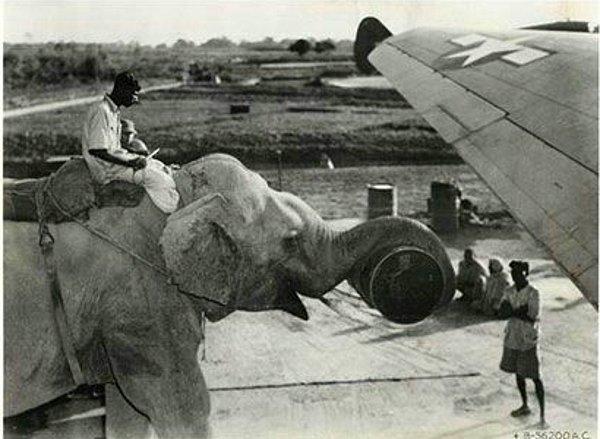 22. Amerikan uçağına malzeme yüklenmesinde bir filden yardım alınıyor. (1945)