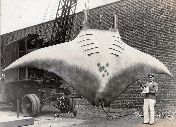18. New Jersey kıyılarında yakalanmış yaklaşık 6 metre genişliğinde ve 2.250 kg ağırlığında, vatozların en büyüğü olan "Deniz Şeytanı" isimli balık, 1933.