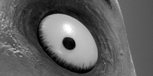 6. Эти глаза, эти глаза... Да-да, из того самого фильма!