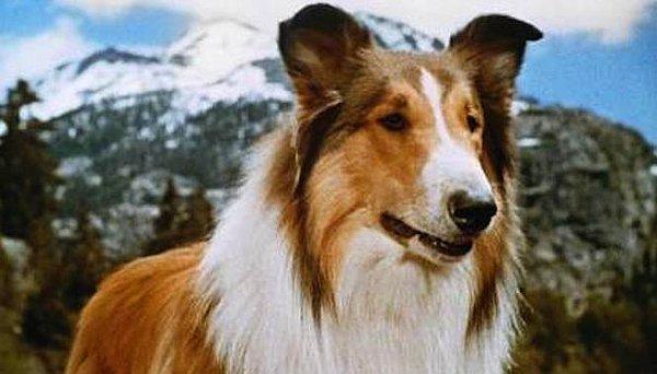 19- Collie türü köpeklerin hepsi Lassie’dir. Bu; bütün erkeklere Mahmut ya da tüm kadınlara Hatice demek gibi bir şey olsa da yapacak bir şey yok, o cinsin adının Lassie olduğunu kabul edin.