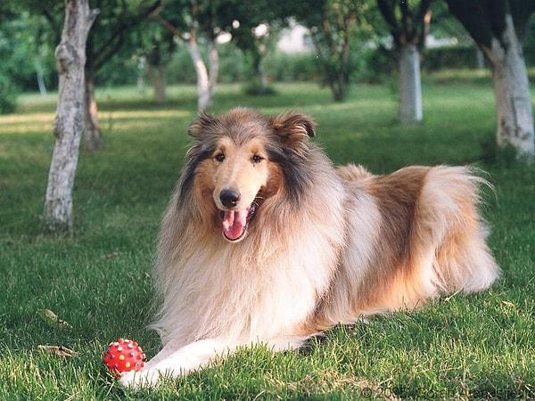 1. Lassie