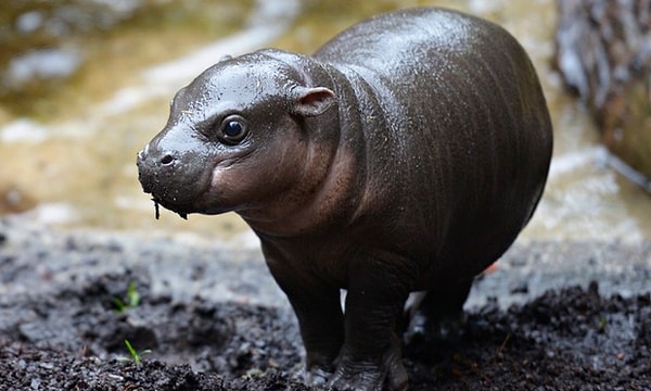 7. Карликовый гиппопотам