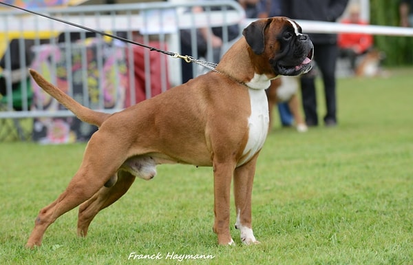 6. Немецкий боксер: 3% исследуемых случаев.
