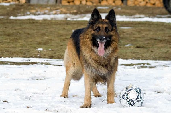 8. Бельгийская овчарка: 3% исследуемых случаев.