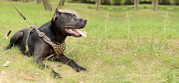 12. Питбультерьер: 2% исследуемых случаев.