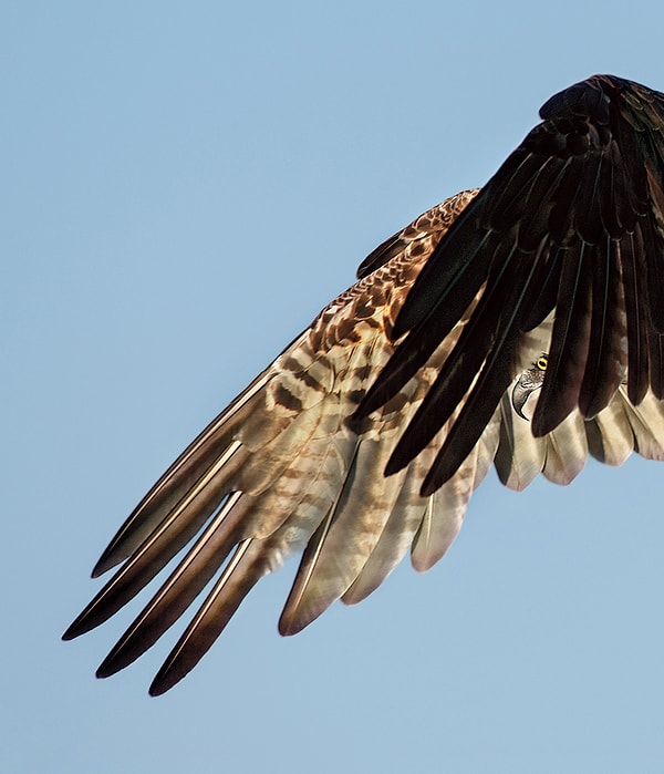 24. Скопа | Победитель в категории "Профессиональное фото"