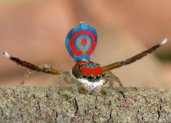 4. Павлиний паук, он потрясающий, этот вид называется Маратус Спленден