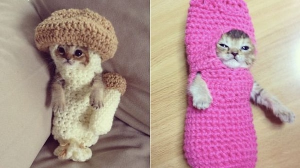 16. Как вы думаете, почему кошки ненавидят людей?